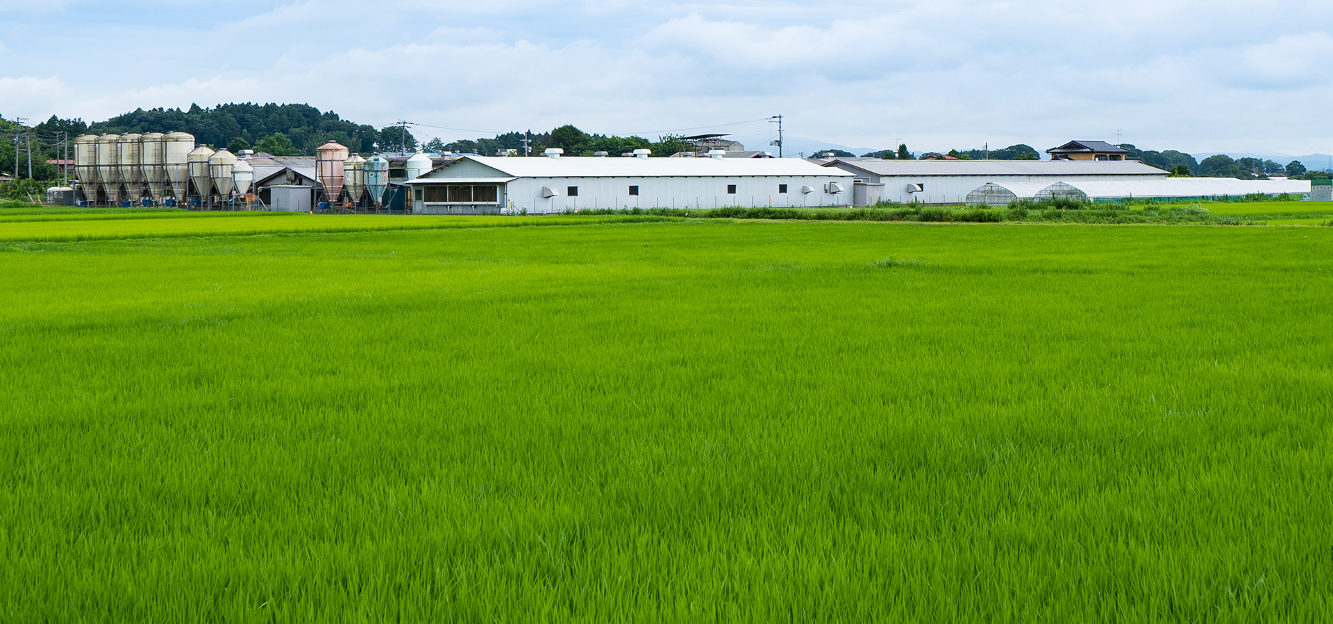 写真：木野内ファーム